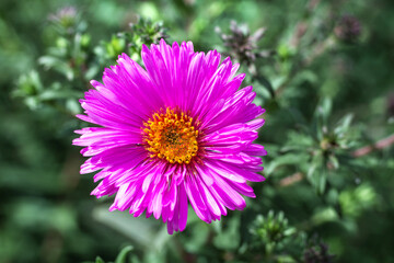 Obraz premium Pink Aster flower close-up. Aster in the garden.