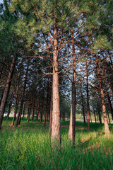 Pine Tree, Sun Lit, Golden Hour, Idaho Forest Landscape