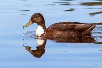 A brown wild cute mallard duck swims in the calm water of a river.