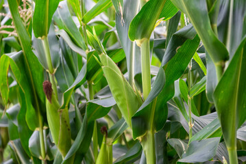 Close up of corn cobs growing on stalks in a green field, Cob of corn growing in corn field