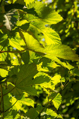 Fototapeta premium Waboomskraal in the Outeniqua Mountains Hops farms and fynbos, floral kingdom in South Africa.
