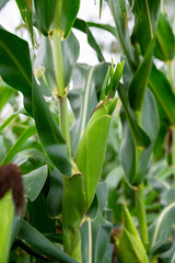 Close up of corn cobs growing on stalks in a green field, Cob of corn growing in corn field