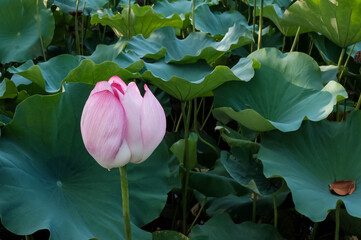 ハスの花