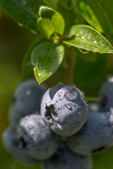Blueberry bush with large berries in the garden on a sunny day