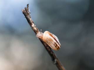 small snail on a branch of a tree