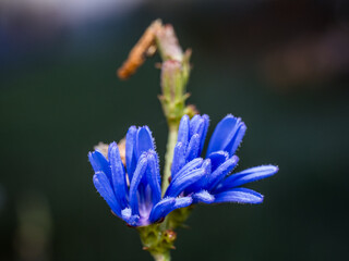 blue and yellow flower