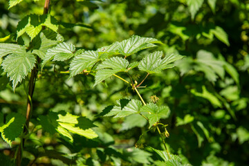 Waboomskraal in the Outeniqua Mountains Hops farms and fynbos, floral kingdom in South Africa.