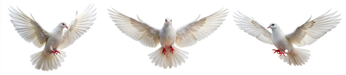 White dove in flight on isolate white background, Clipping path