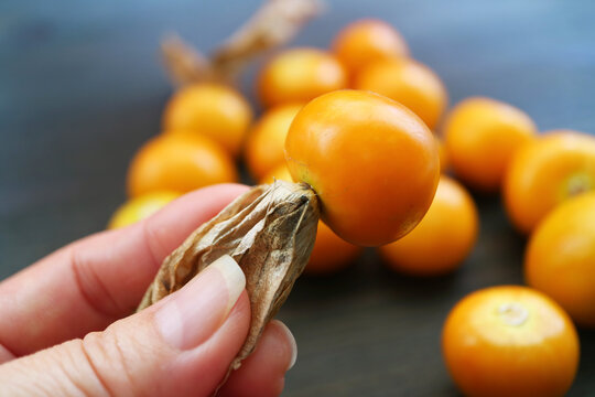 Closeup of hand holding a vibrant yellow ripe Cape Gooseberries