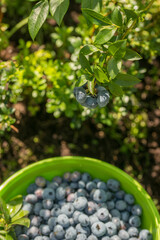 Blueberry bush with large berries in the garden on a sunny day