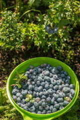Blueberry bush with large berries in the garden on a sunny day