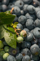 Blueberry bush with large berries in the garden on a sunny day