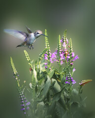 Hummingbird in garden