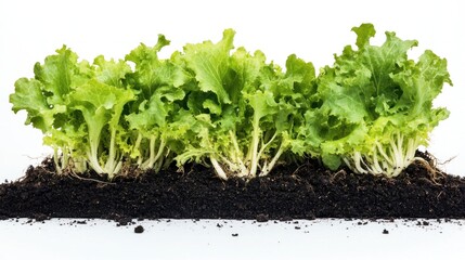 Obraz premium A cross-section view of green lettuce plants growing in rich, dark soil, against a white background, highlighting the leafy tops and root systems.