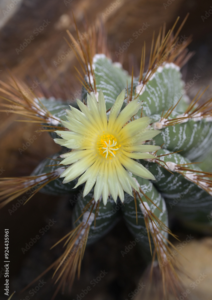 Poster Beautiful close-up of astrophytum ornatum