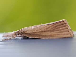 moth macro photo