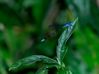 blue dragonfly on leaf