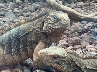 2匹のイグアナ