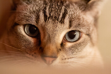 close up portrait of a cat