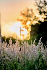 sunset in the field