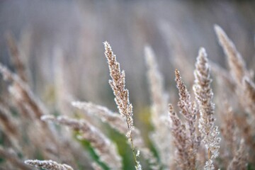 reeds in winter