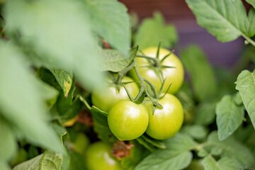 green tomatoes on vine
