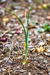 onion in the vegetable patch