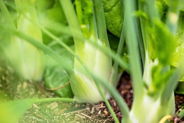 Fenchelpflanze im Gemüsebeet