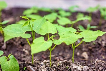 Bean plant growing in the vegetable patch