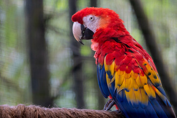 Scarlet Macaw from Costa Rica
