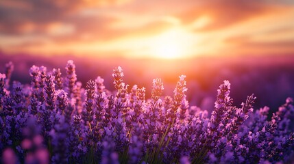 Picturesque Lavender Field at Sunset