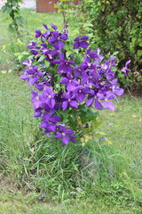 Cl&eacute;matite Jackman violette