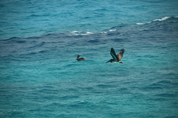 Naklejka premium birds fishing in the blue water ocean