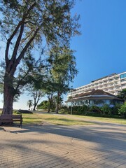Towering pine trees by the sea