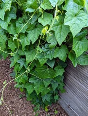 Melothria Plant - leafes, Blossoms and fruits of a mexican mini cucumber 