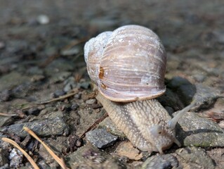 Schnecke kriecht auf Waldboden 