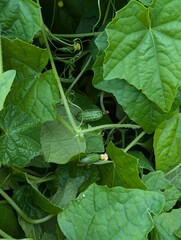 Melothria Pflanze - Blätter, Blüten und Früchte einer mexikanischen Minigurke 