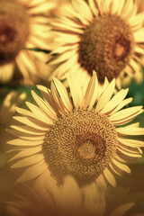 満開のひまわり畑
