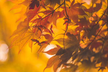 autumn leaves in the sun