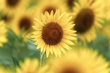 満開のひまわり畑
