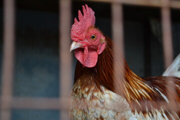 Chicken Close-up