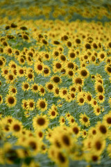 満開のひまわり畑
