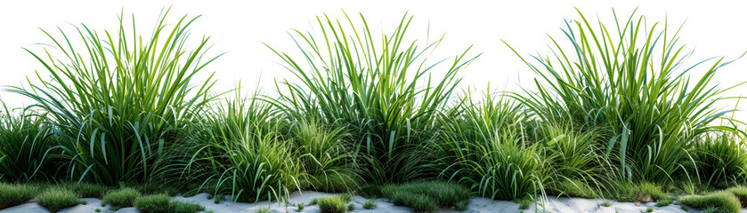 A Vibrant Display of Nature's Essence: Lush Greenery Evoking Serenity and Life, Perfectly Captured With Thick Grass and Rich Foliage, Set Against a Dark Background