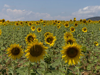 sunflower fields and landscapes as examples of dry farming