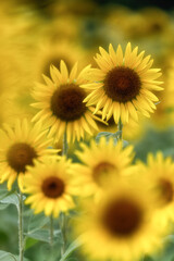 満開のひまわり畑
