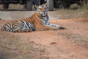 Obraz premium Close up of a resting tiger on the forest road in a tiger reserve safari with use of selective focus