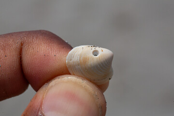 Person holding small seashell with hole in it due to a lithophagous mollusk