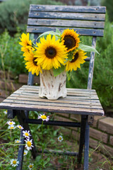 Sunflowers (helianthus) in a vase on chair