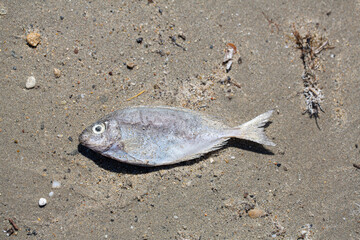 Dead fish lying on the sand of a polluted beach