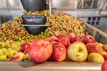 Ripe fall apples in a storage silo, ready to squeeze apple juice